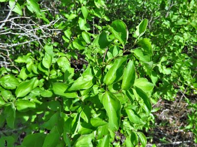 Cornus drummondii, photographed by Annika Lindqvist