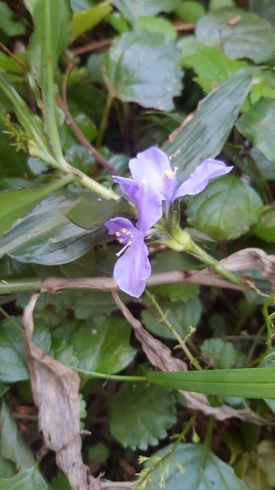 Coleotrype natalensis, photographed by Margaret Burger
