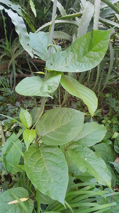Mondia whitei, photographed by Margaret Burger