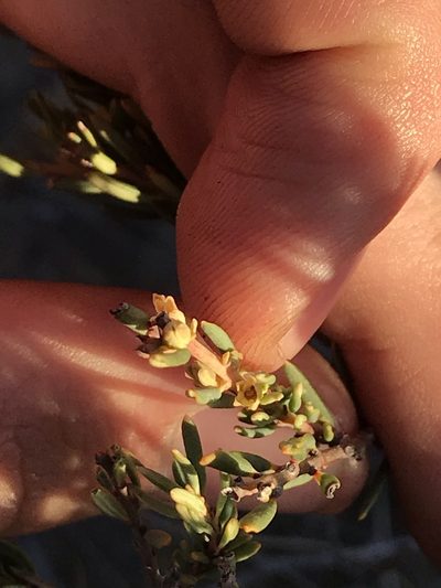 Clutia polifolia, photographed by Ren Hoekstra