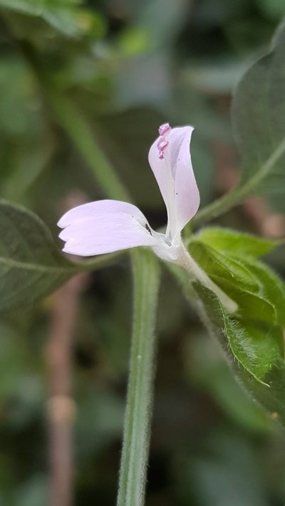 Dicliptera heterostegia, photographed by Margaret Burger