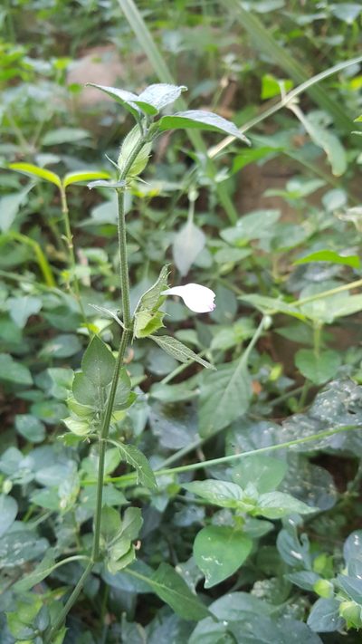 Dicliptera heterostegia, photographed by Margaret Burger