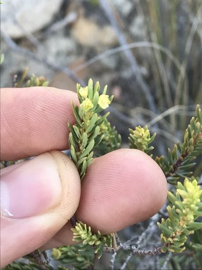 Clutia polifolia, photographed by Ren Hoekstra