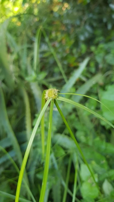Cyperus ruwenzoriensis, photographed by Margaret Burger