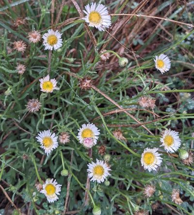 Erigeron modestus, photographed by mattmsa