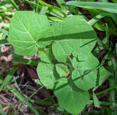 Solanum viarum, photographed by natalie