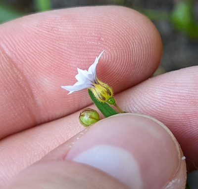 Sisyrinchium micranthum, photographed by natalie