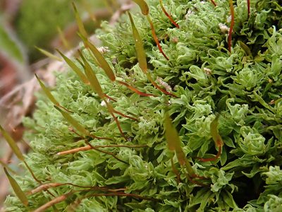 Encalypta streptocarpa, photographed by Christian Berg