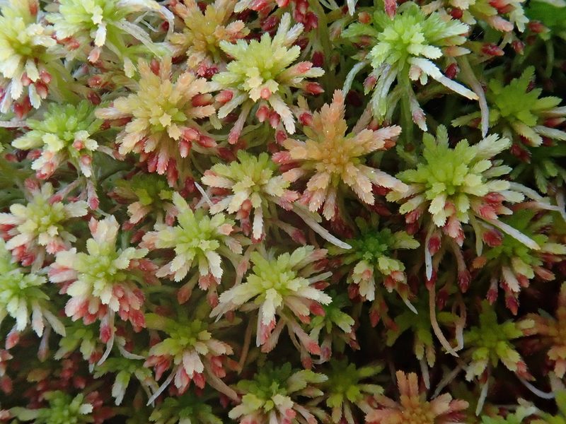 Sphagnum quinquefarium, photographed by Christian Berg