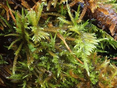 Cratoneuron filicinum, photographed by Christian Berg