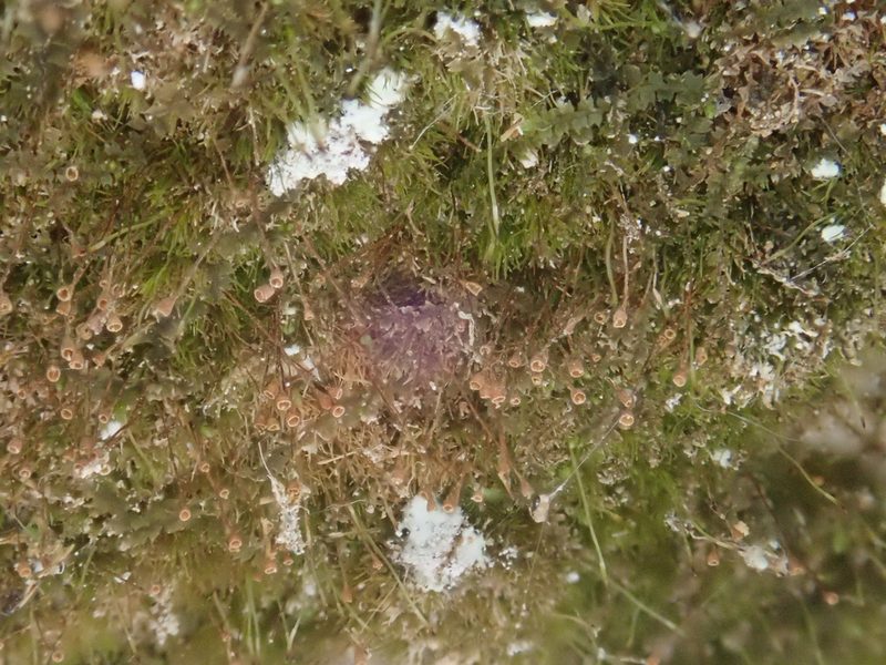 Seligeria donniana, photographed by Christian Berg