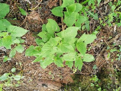 Salvia glutinosa, photographed by Daniel Linzbauer