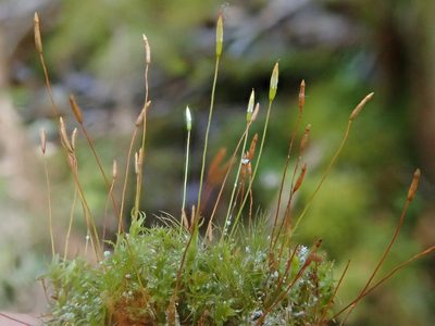 Tetraphis pellucida, photographed by Christian Berg