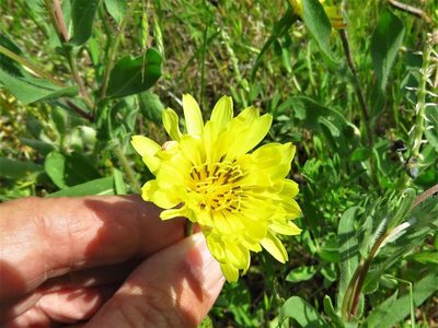 Pyrrhopappus pauciflorus, photographed by Annika Lindqvist