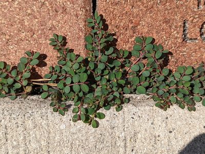 Euphorbia prostrata, photographed by natalie
