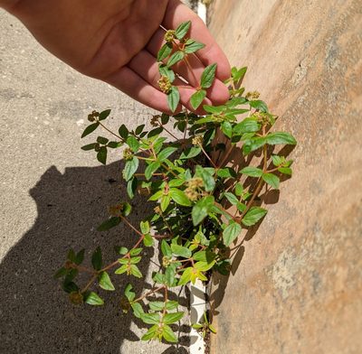 Euphorbia ophthalmica, photographed by natalie