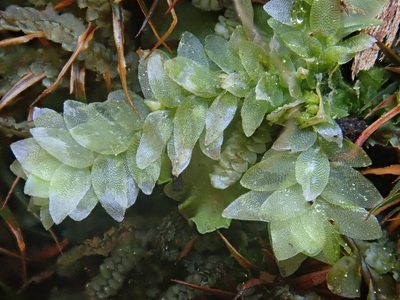 Hookeria lucens, photographed by Christian Berg