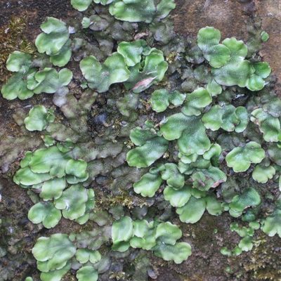 Conocephalum conicum, photographed by R Clarke