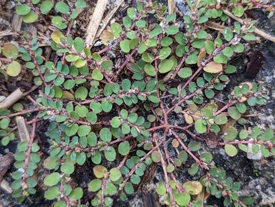 Euphorbia prostrata, photographed by natalie