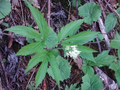 Cardamine enneaphyllos, photographed by Christian Berg
