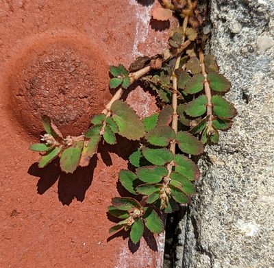 Euphorbia thymifolia, photographed by natalie