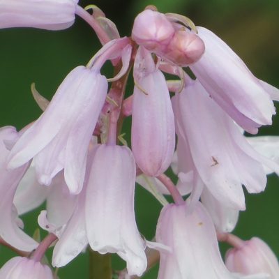 Hyacinthoides hispanica, photographed by R Clarke