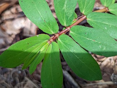 Euphorbia hyssopifolia, photographed by natalie