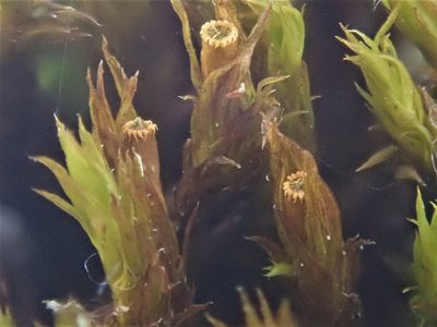 Lewinskya striata, photographed by Christian Berg