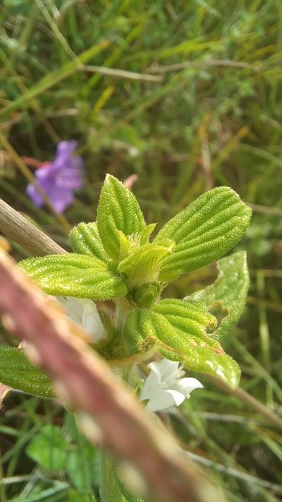 Hexasepalum radulum, photographed by JG