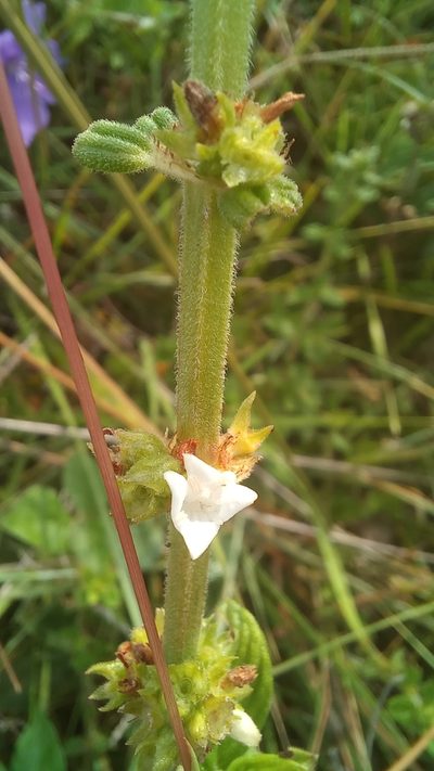 Hexasepalum radulum, photographed by JG