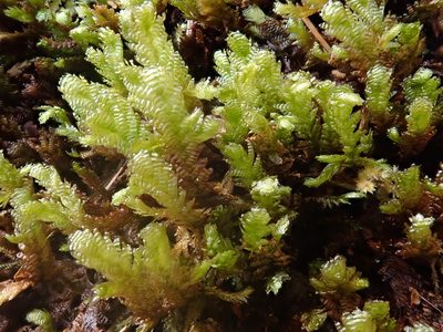Rhystophyllum crispum, photographed by Christian Berg