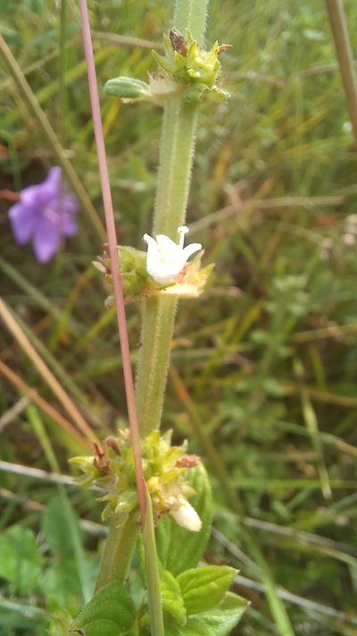 Hexasepalum radulum, photographed by JG