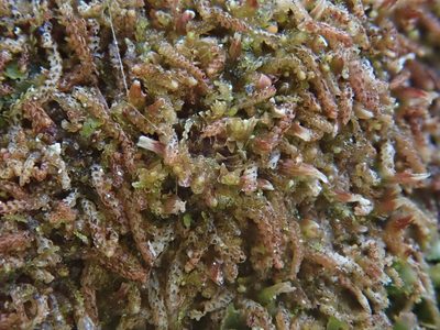 Nowellia curvifolia, photographed by Christian Berg