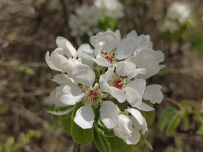 Pyrus communis, photographed by aga_l_