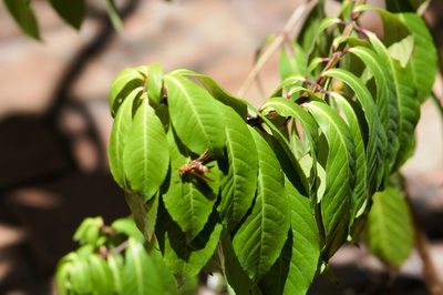 Fuchsia paniculata, photographed by ELOYJIMENEZ13
