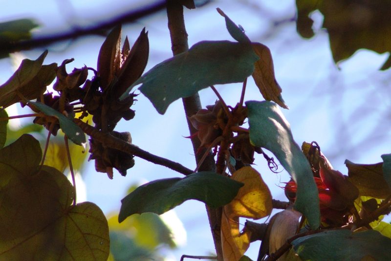 Chiranthodendron pentadactylon, photographed by ELOYJIMENEZ13