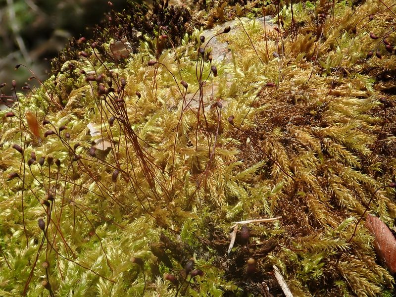Sciuro-hypnum plumosum, photographed by Christian Berg