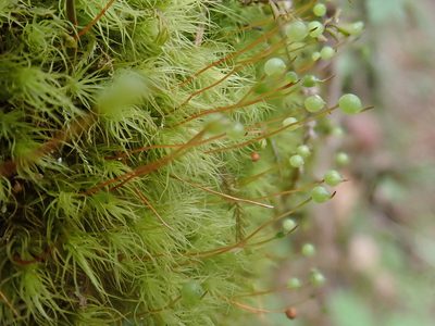 Bartramia pomiformis, photographed by Christian Berg