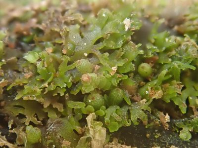 Riccardia latifrons, photographed by Christian Berg