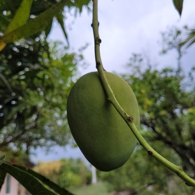Mangifera indica, photographed by Maria Janeiro