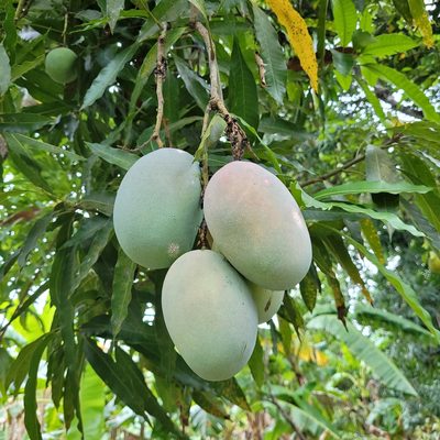 Mangifera indica, photographed by Maria Janeiro