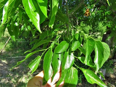 Celtis laevigata, photographed by Annika Lindqvist