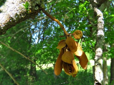 Phoradendron leucarpum, photographed by Annika Lindqvist
