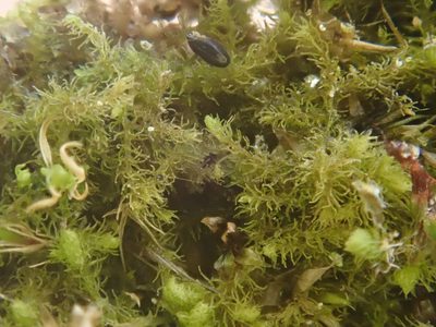 Blepharostoma trichophyllum, photographed by Christian Berg