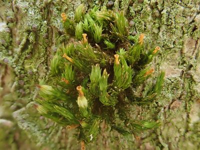 Orthotrichum stramineum, photographed by Christian Berg