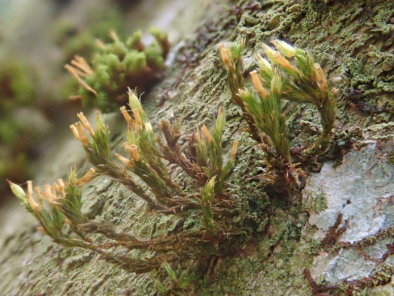 Lewinskya speciosa, photographed by Christian Berg