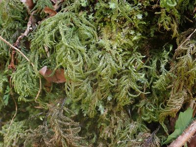 Thamnobryum alopecurum, photographed by Christian Berg