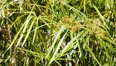 Cyperus alternifolius, photographed by ELOYJIMENEZ13