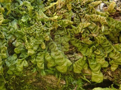 Porella platyphylla, photographed by Christian Berg