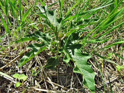 Solanum dimidiatum, photographed by Annika Lindqvist